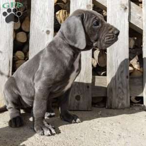 Blue Streak, Great Dane Puppy